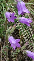 Campanula sibirica