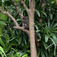 Callosciurus erythraeus