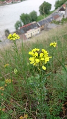 Erysimum odoratum