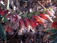 Melianthus comosus