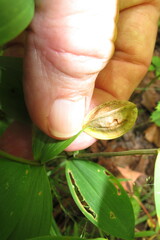 Uvularia sessilifolia