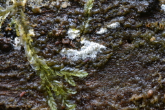 Cerrena zonata