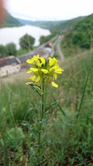 Erysimum odoratum