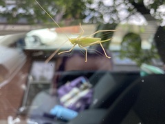 Meconema thalassinum