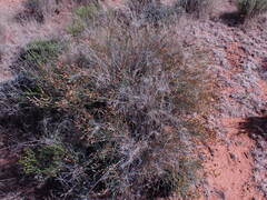 Lasiosiphon polycephalus