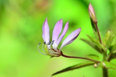 Cleome rutidosperma