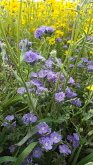 Phacelia ciliata