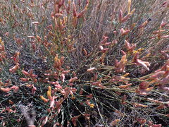 Lasiosiphon polycephalus