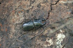 Serrognathus titanus