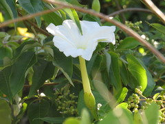 Ipomoea violacea