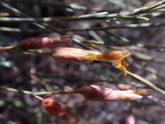 Lasiosiphon polycephalus