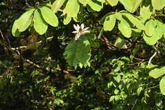 Magnolia doltsopa