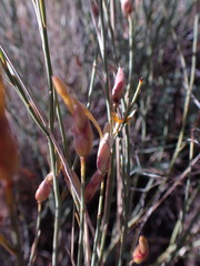 Lasiosiphon polycephalus