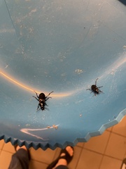 Poecilus cupreus