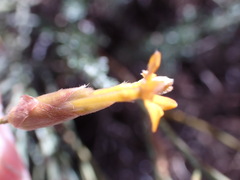 Lasiosiphon polycephalus