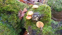 Galerina marginata