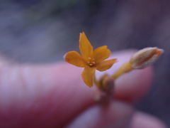 Lasiosiphon polycephalus