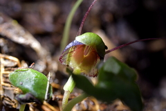 Corybas vitreus