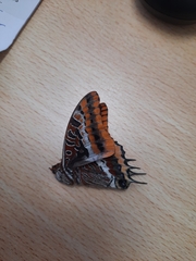 Charaxes jasius