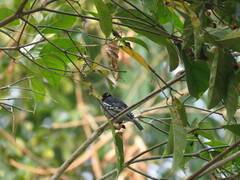 Thamnophilus amazonicus