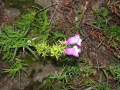 Penstemon campanulatus