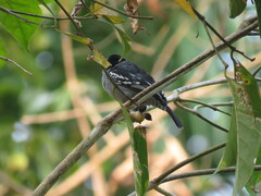 Thamnophilus amazonicus