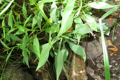 Symphyotrichum prenanthoides