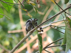 Thamnophilus amazonicus