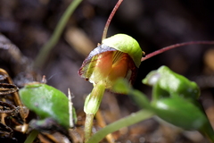 Corybas vitreus