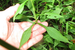Symphyotrichum prenanthoides