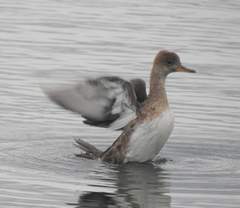 Lophodytes cucullatus