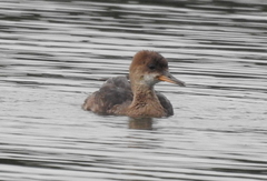 Lophodytes cucullatus