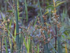 Schoenoplectus lacustris