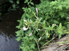 Cleome rutidosperma