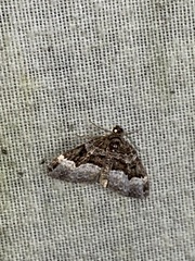 Euphyia intermediata