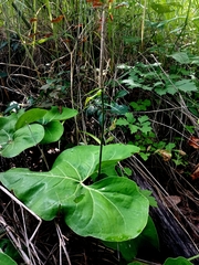 Anthurium rionegrense