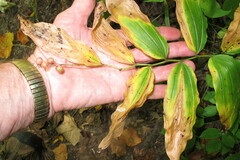 Maianthemum racemosum