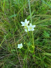 Parnassia glauca