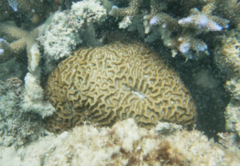 Scleractinia
