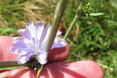 Cichorium intybus