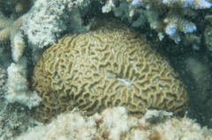 Scleractinia