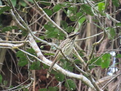 Myiodynastes maculatus
