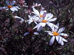 Dimorphotheca cuneata