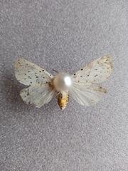 Spilosoma lubricipeda