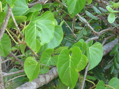 Ipomoea violacea