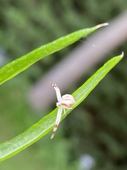 Thomisidae