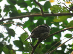 Lipaugus vociferans