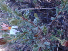 Dimorphotheca cuneata