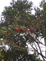 Syzygium ingens