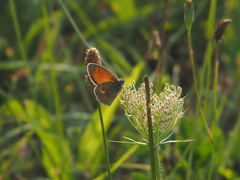 Coenonympha pamphilus